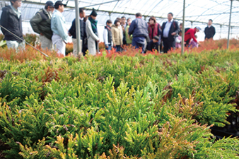 花粉の出にくい「花粉症対策苗木」の植林